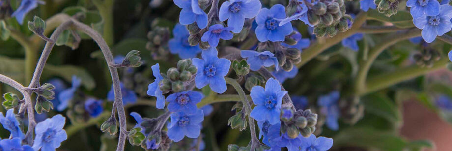 The small, bright blue flowers of Chinese forget-me-not.