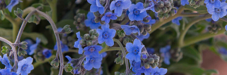 Grow Delicate Chinese Forget-Me-Nots (Cynoglossum Amabile) with Seeds from  Todd's Seeds - A Touch of Elegance