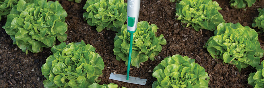 The Connecta® Tool System being used to cultivate around heads of lettuce.