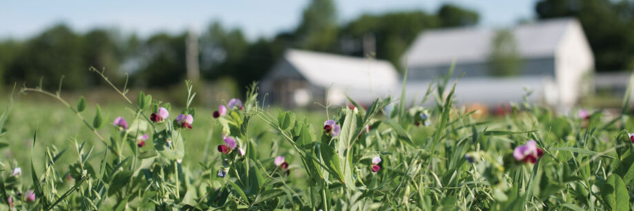 Farm scene with cover crops in foreground.