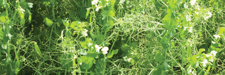 Field pea cover crop growing in the field.