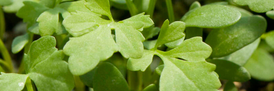 A close-up shot of cress greens.