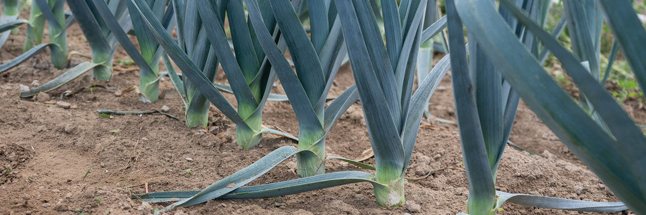 Leek Seeds & Leek Plants - Organic Varieties | Johnny's Selected Seeds
