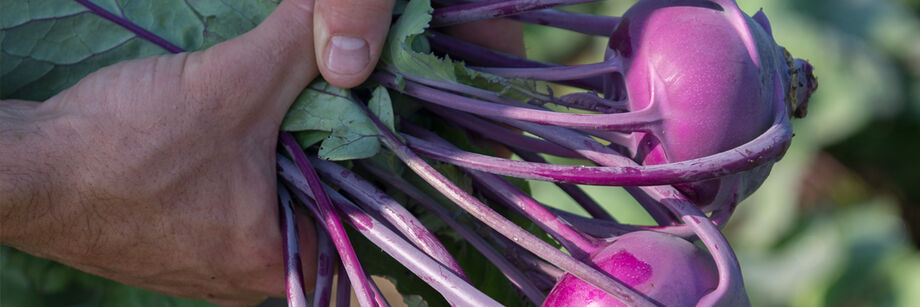 Person holding two large purple kohlrabi.