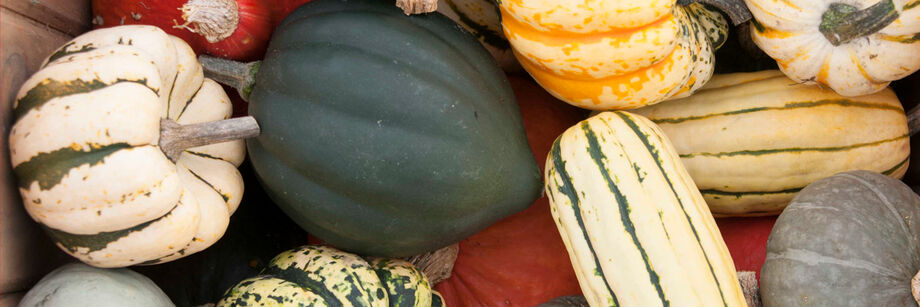 A mix of different winter squash in a harvest bin.