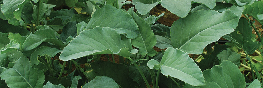 Leaf broccoli varieties growing in the field.