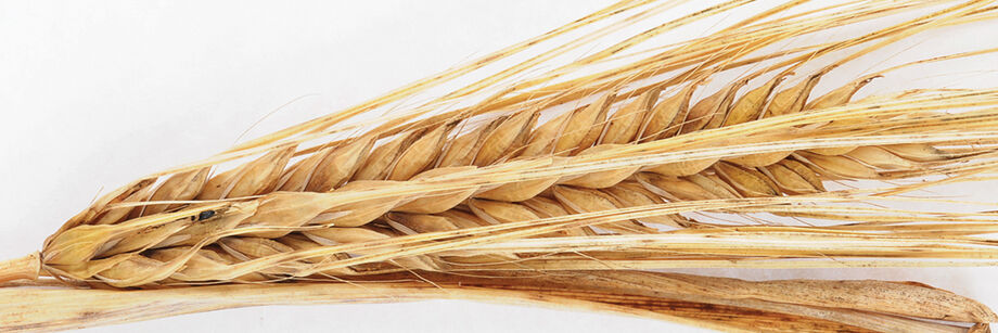 Barley grain heads against a white background.