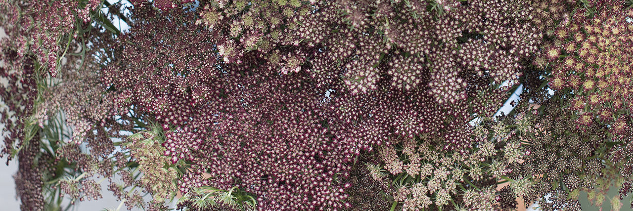 Queen Anne s Lace Seeds Daucus Johnny s Selected Seeds