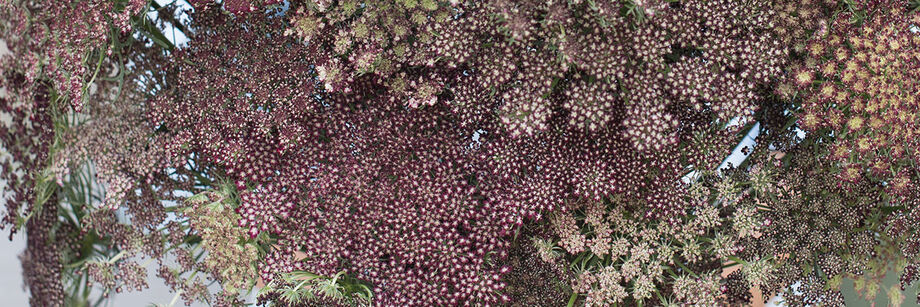 A close up of dusty-rose lacy umbels grown from our Queen Anne's Lace seeds.