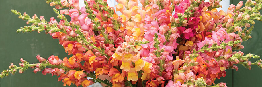 Bouquet of warm season snapdragons.