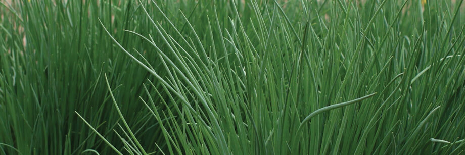 One of our chive varieties growing in the field.