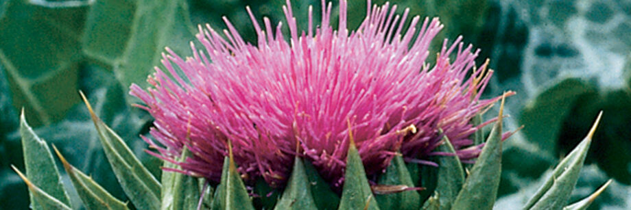 Purple milk thistle flower.