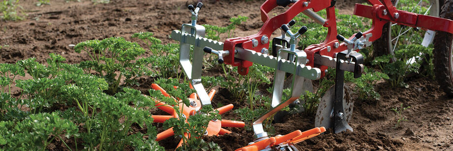 A Terrateck wheel hoe with finger weeders being used to cultivate around rows of parsley.