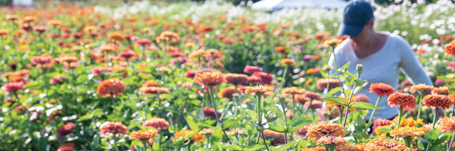 Field of Johnny's-bred zinnias.