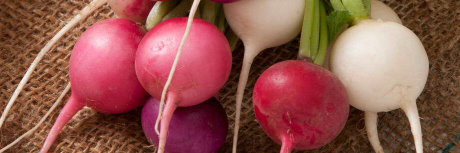 Freshly washed round radish roots in a rainbow of colors.