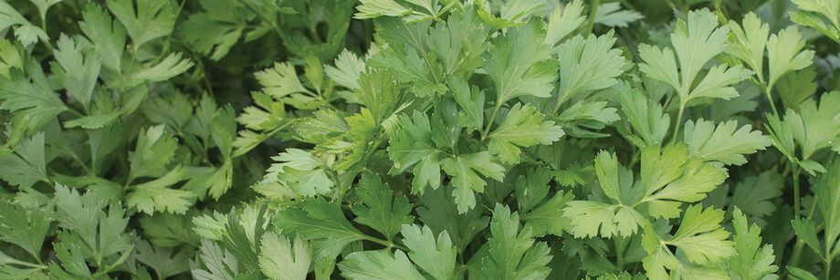 Close-up of Giant of Italy, one of the parsley varieties offered by Johnny's.