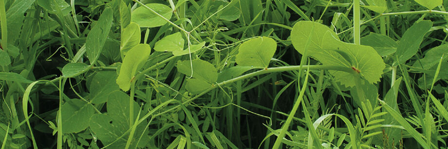 A close up of our fall green manure cover crop mix growing in the field.