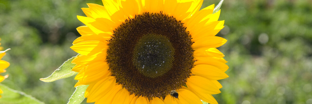 サントリー - sunflower Sunrich Gold | Sunflowers | Products | Vegetables | Rupp Seeds