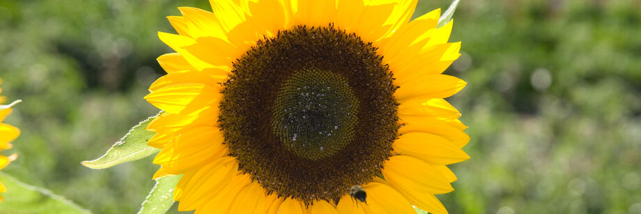 A bright yellow single-stem sunrich series sunflower bloom.