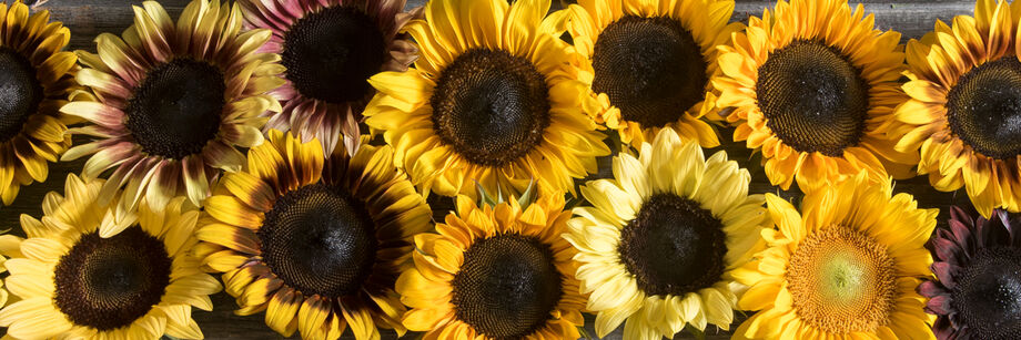 Yellow, maroon, and variegated flower heads, grown from Johnny's sunflower seeds, and displayed on a wooden board.