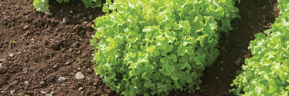 Lettuce growing in the field.