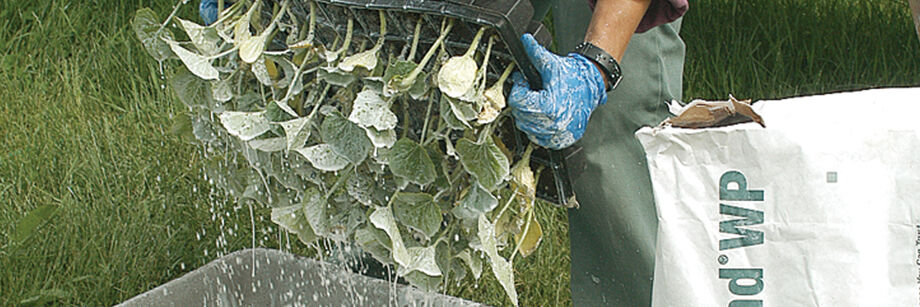 Person dipping seedlings into Surround®WP, one of the organic gardening supplies offered by Johnny's.