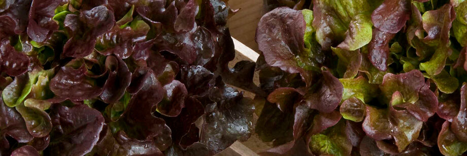 Two large red oakleaf lettuce heads.