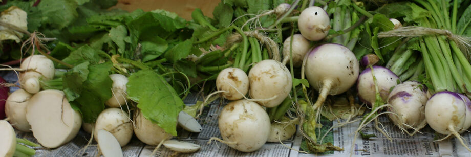 Harvested forage turnips laid out on newspaper.