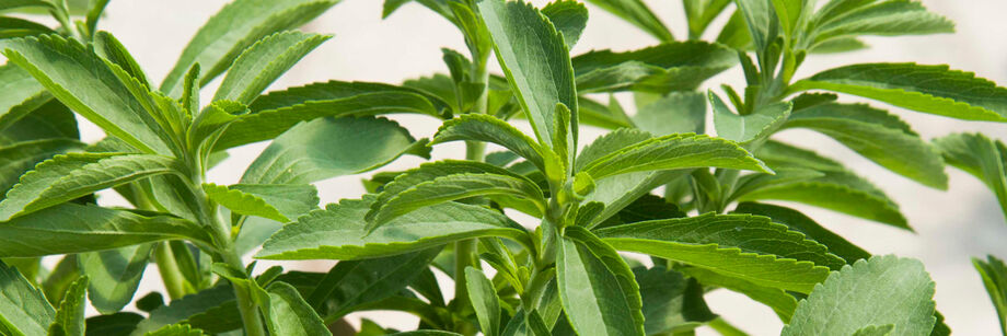 Green stevia leaves.