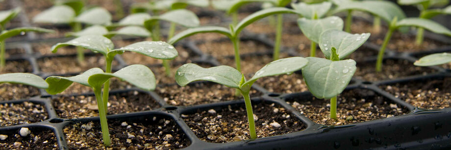 Seedlings growing in cell flats.