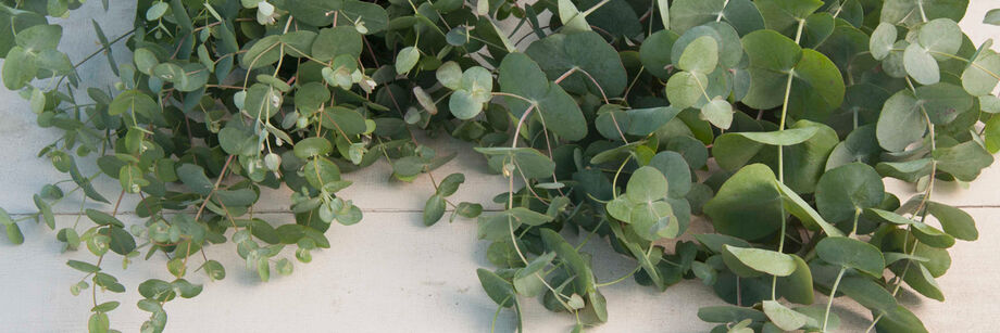 Eucalyptus foliage shown on a white table.