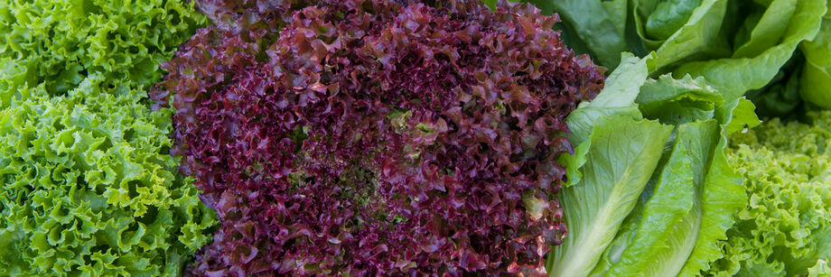 Large frilly red and green lollo lettuce heads.