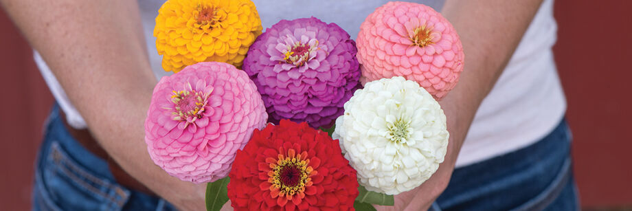 Person holding Oklahoma Series zinnia six flowers, one each of: pink, lavender, coral, red, white, and yellow.