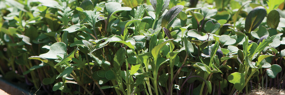 Microgreens, growing in a flat with sunshine hitting the leaves.