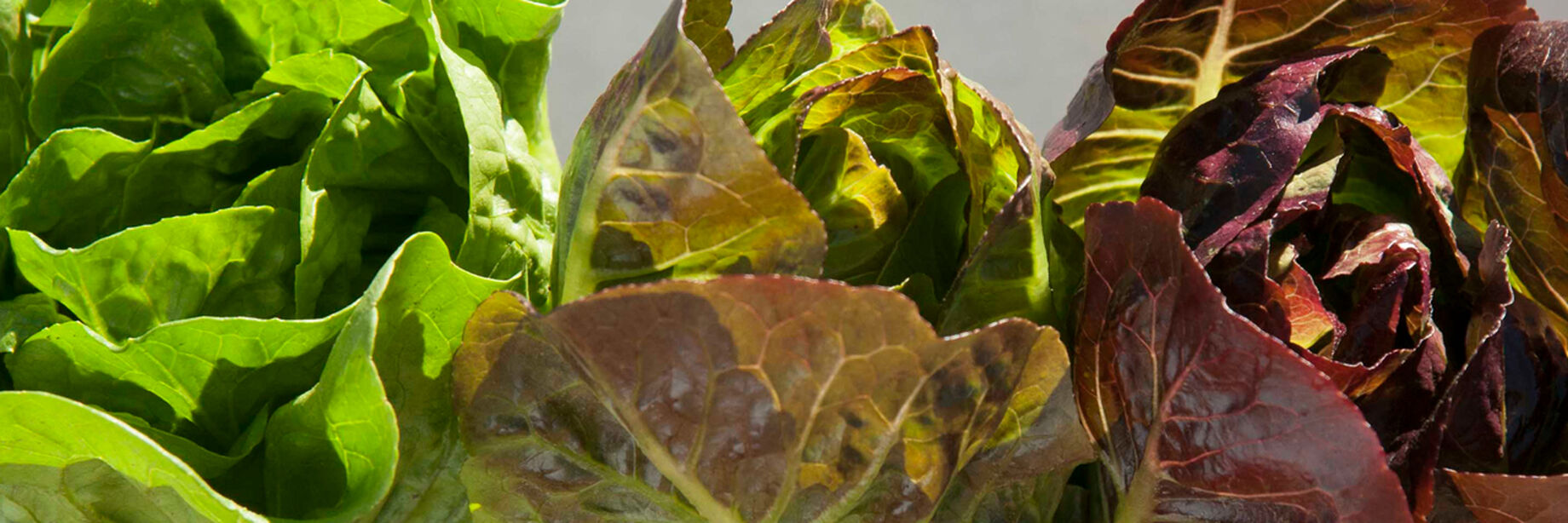 Romaine Lettuce Seeds Organic Varieties Johnny s Selected Seeds romaine-lettuce-seeds-organic-varieties-johnny-s-selected-seeds