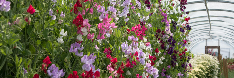 Johnny's sweet pea varieties growing in a high tunnel. The colors are white, pink, maroon, and lavender.