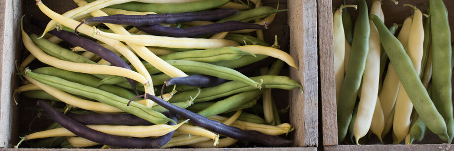 Wooden boxes filled with green, yellow, and purple beans grown from Johnny's bean seeds.