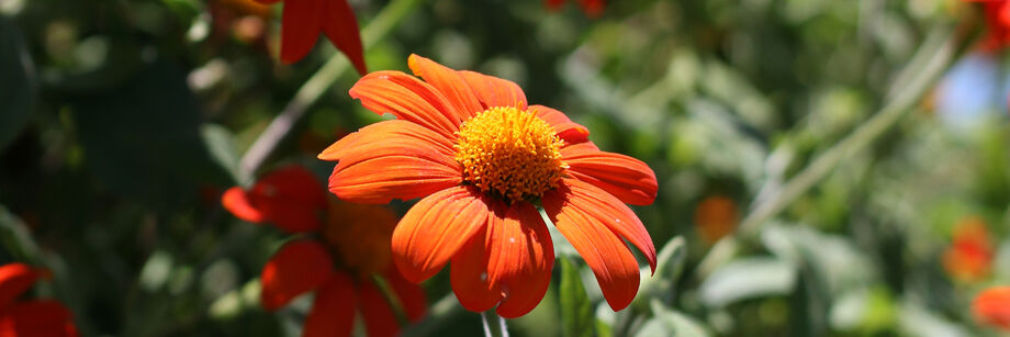Our Mexican sunflower variety growing in the field. The flower color is orange.