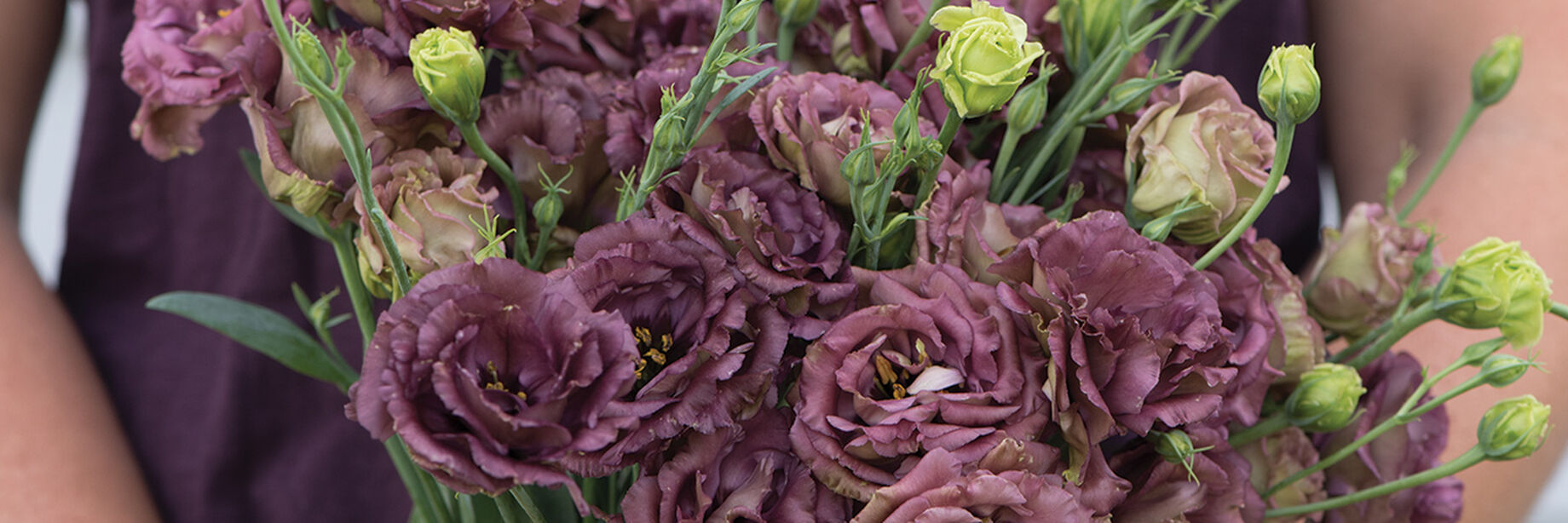 Rosanne Series Lisianthus Seeds Johnny's Selected Seeds