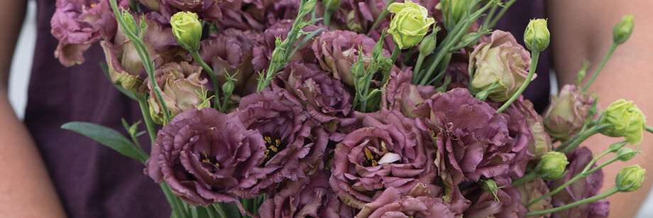 Bouquet of purple lisianthus flowers from one of the rosanne series varieties.