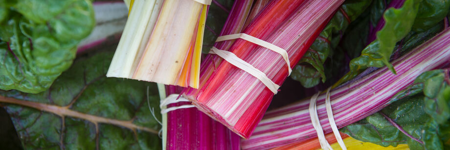 Close-up shot of the peppermint and rainbow stalks of some of our Swiss chard varieties.