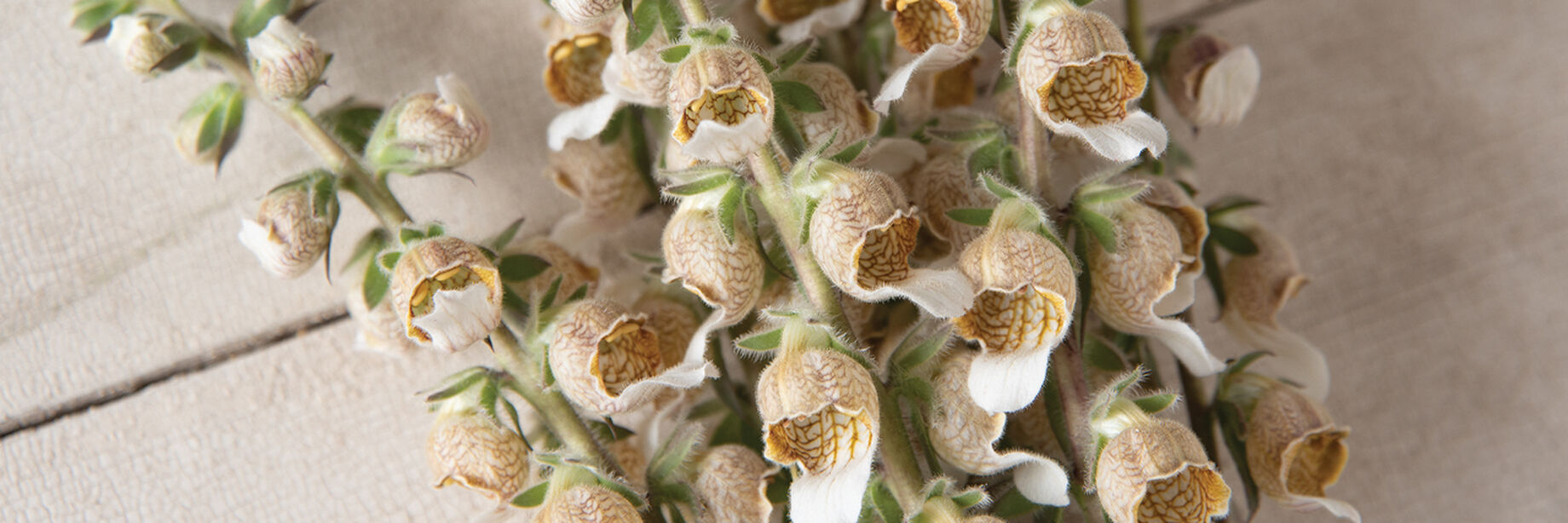 Foxglove Seeds (Digitalis Seeds) Johnny's Selected Seeds