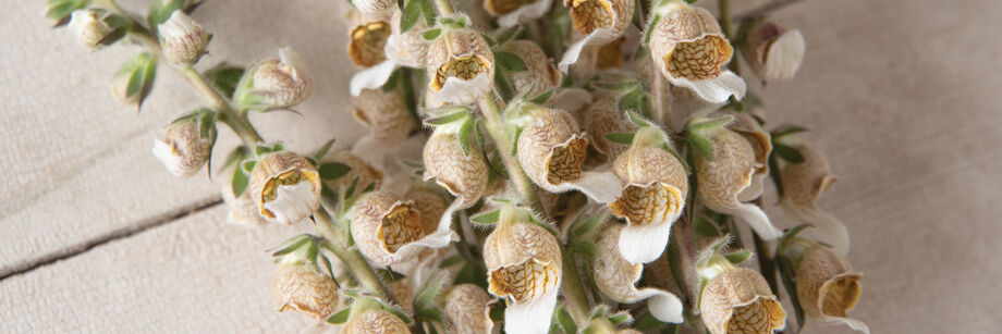 A close-up of the bell-shaped blooms of one of our Foxglove varieties. The flowers are pale-gray with gold accents.
