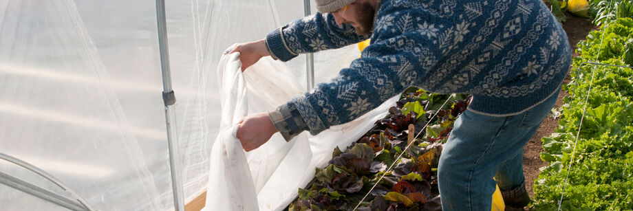 Man removing row cover to check on overwintered lettuce.
