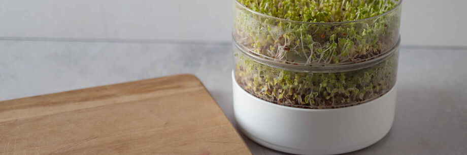 The Bioset Germinator, growing Broccoli Sprouts.
