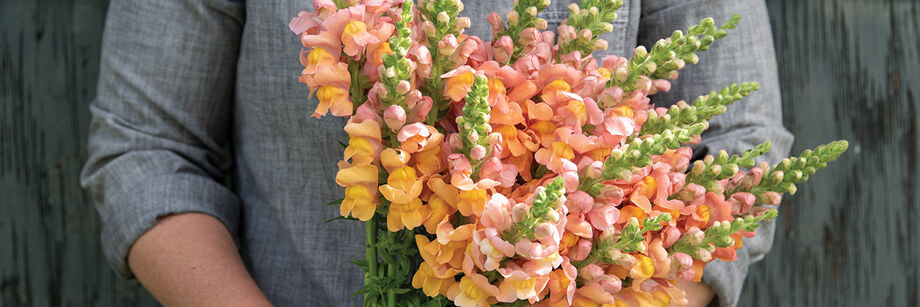 Bouquet of peach colored snapdragons.
