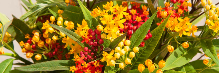 A bouquet with small yellow and red flowers of one of our butterfly weed flowers.