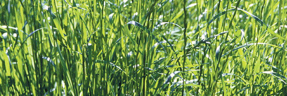 A thick growth of ryegrass cover crop.