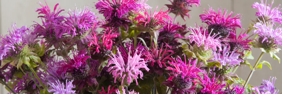 A bouquet of pink and purple bee balm flowers.