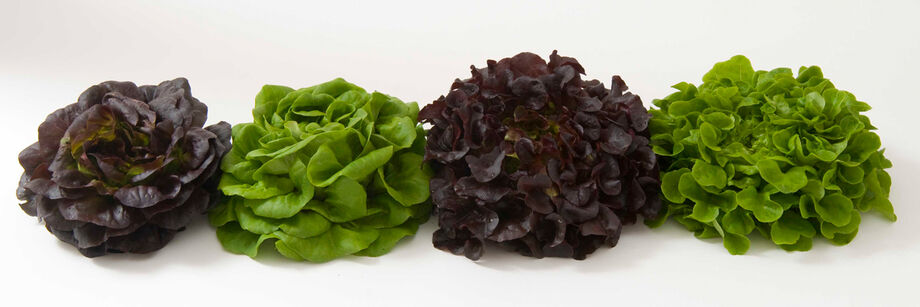 Four heads of Salanova lettuce: two red and two green.